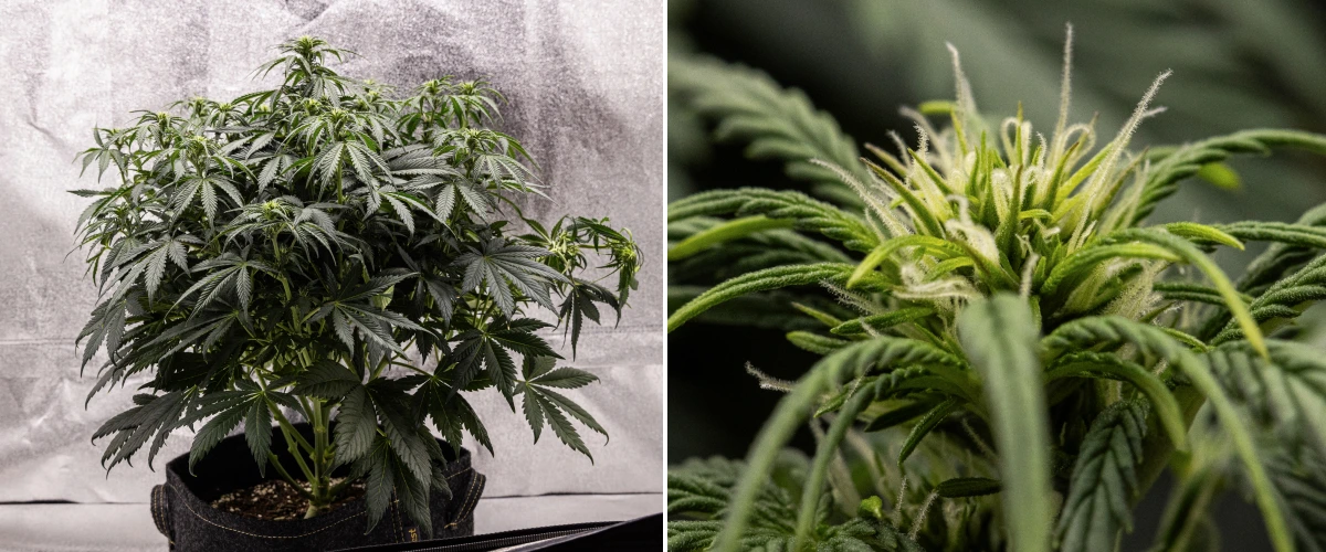Granddaddy Purple Auto Week 6: Flowering Bush Granddaddy Purple Auto cannabis plant during week 6, showing a dense dark green flowering canopy, bushy branch structure, early white pistils, and healthy bud development.