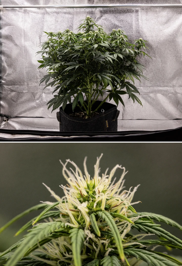 Granddaddy Purple Auto Week 7: Buds Filling In Granddaddy Purple Auto cannabis plant during week 7, showing a compact bushy structure, healthy flowering growth, filling buds, and minor lower-leaf yellowing as bloom continues.