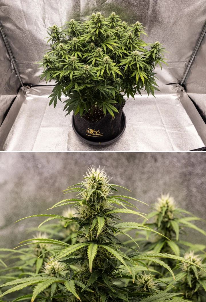 Granddaddy Purple Auto Week 8: Solid Bud Development Granddaddy Purple Auto cannabis plant during week 8, showing solid bud development, a compact chubby canopy, healthy green foliage, and thick flowering colas four weeks into bloom.