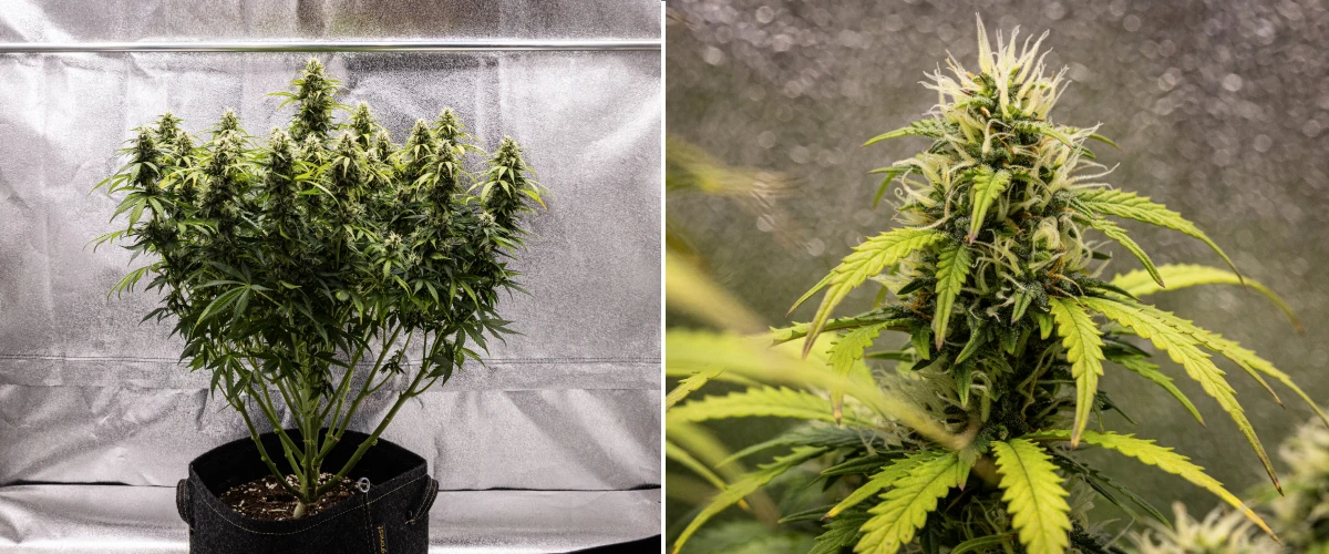 Granddaddy Purple Auto Week 9: Trichome-Rich Buds Granddaddy Purple Auto cannabis plant during week 9, showing firm trichome-rich buds, bouquet-like flowering branches, lighter green leaves, and glistening colas approaching maturity.