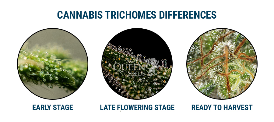Cannabis Trichomes