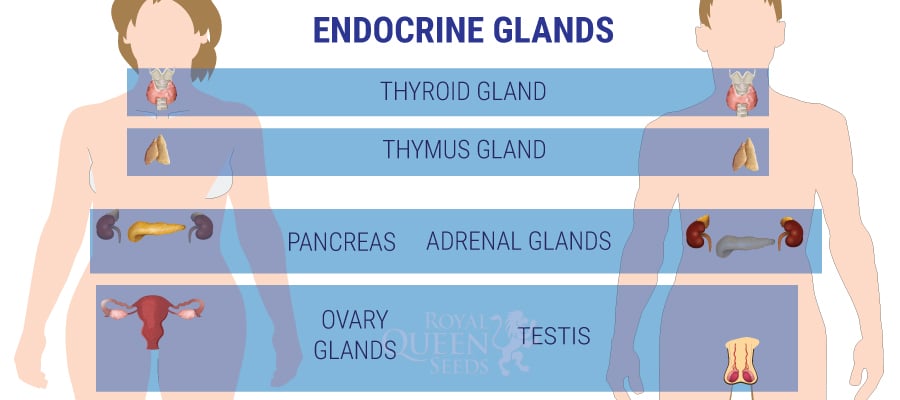 Endocrine System