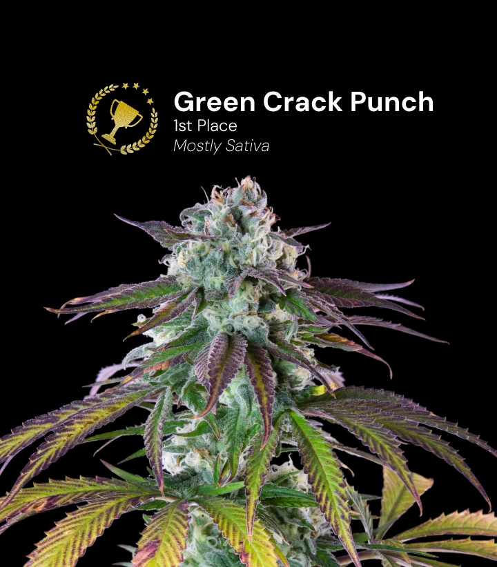 Green Crack Punch Cannabis Strain Award Winner Discover Green Crack Punch, a mostly sativa cannabis strain and award-winning variety with impressive resinous buds.
