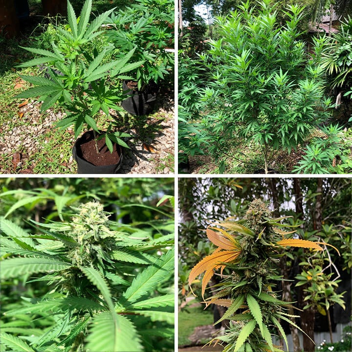 Green crack punch stages Green crack punch stages