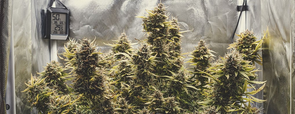 Green Gelato Auto