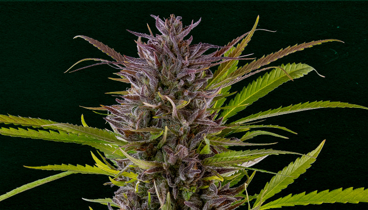 Green Gelato: Best cannabis strain for cloning Why Green Gelato is one of the best strains for cloning