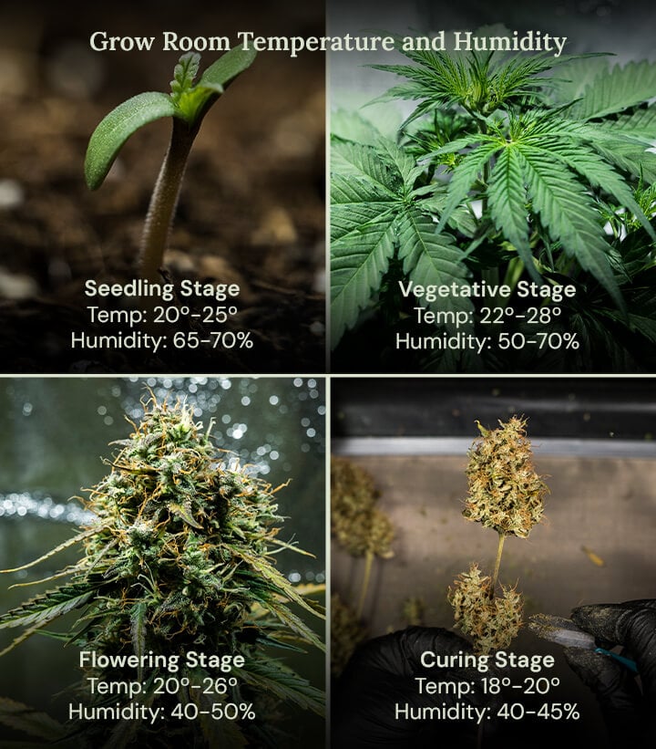 Grow Room Temperature and Humidity Four images showcasing the ideal growing conditions for plants at each life stage, from sprouting to harvest, ensuring healthy growth and maximum yields.