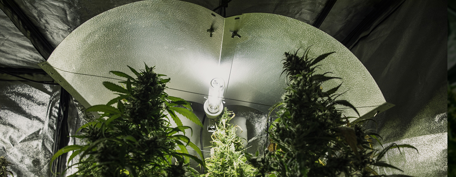 Ballast for HID Growing Lamps Ballast for HID Growing Lamps