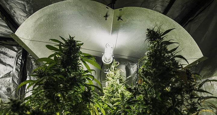 Ballast for HID Growing Lamps Ballast for HID Growing Lamps