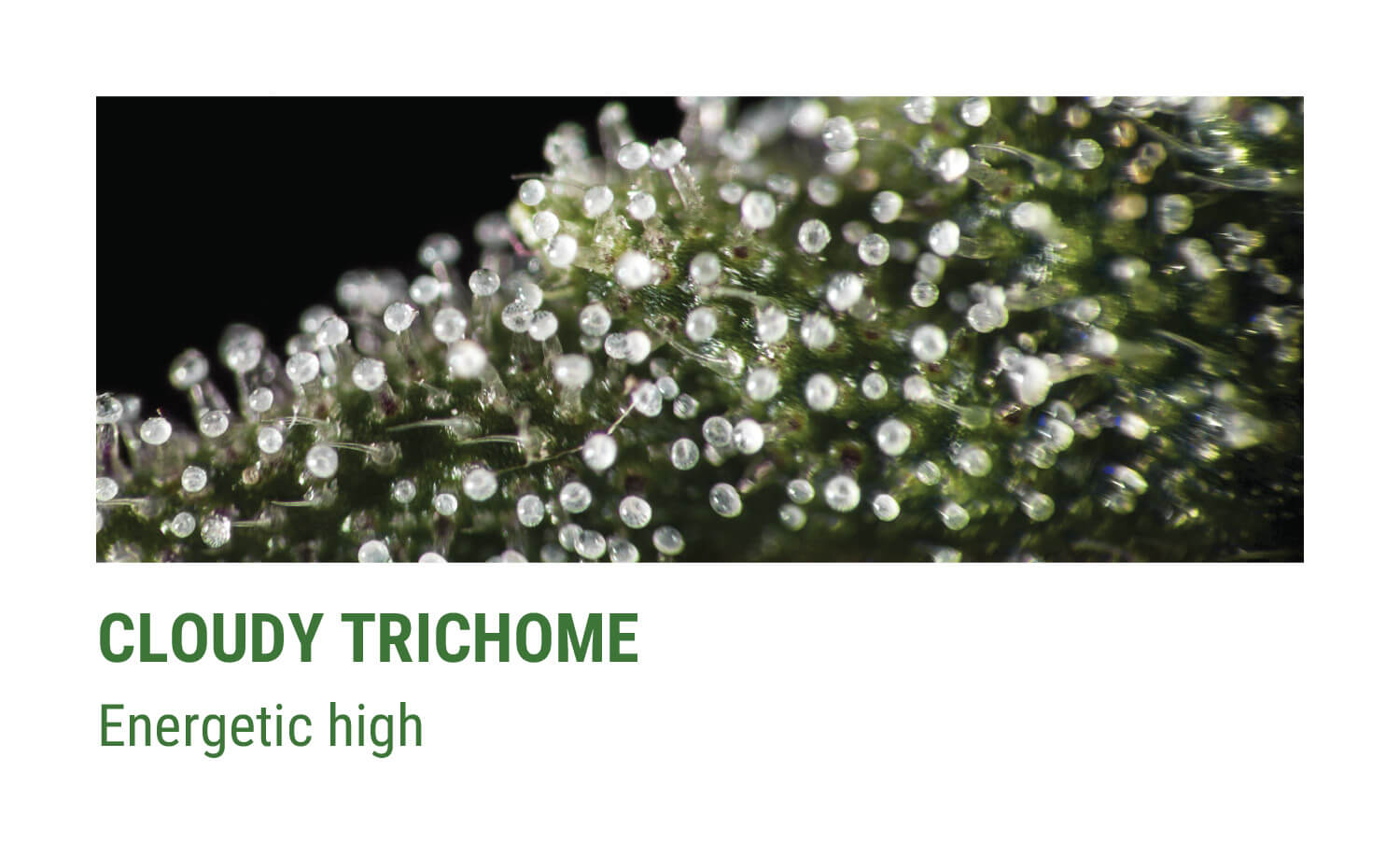 CLOUDY TRICHOMES