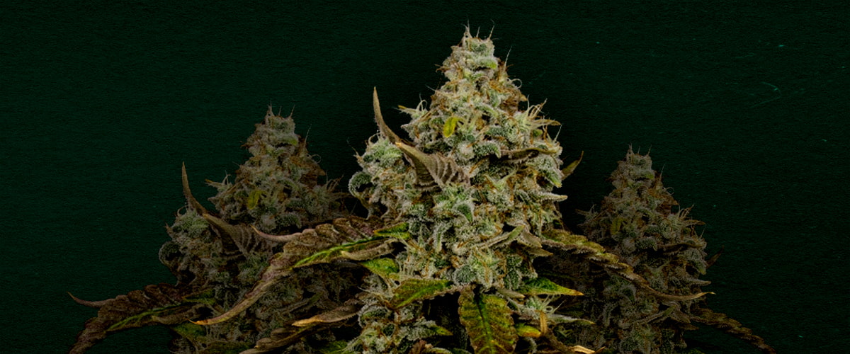 Haze Berry: Best cannabis strain for cloning Why Haze Berry is one of the best strains for cloning