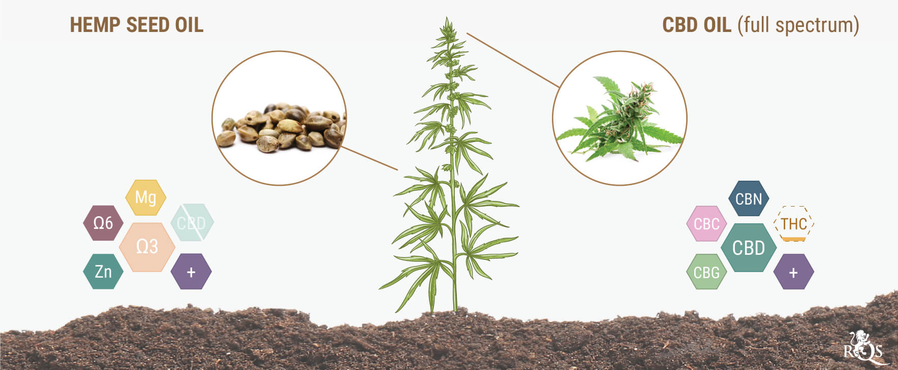 Do Hemp Seeds/Hemp Seed Oil Contain CBD?