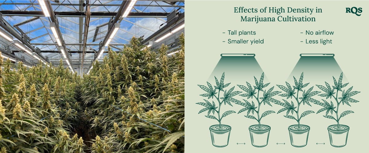 High density in cannabis cultivation High density in cannabis cultivation