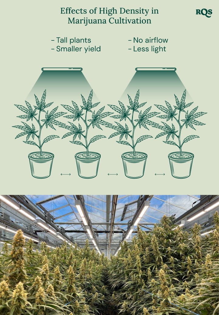 High density in cannabis cultivation High density in cannabis cultivation