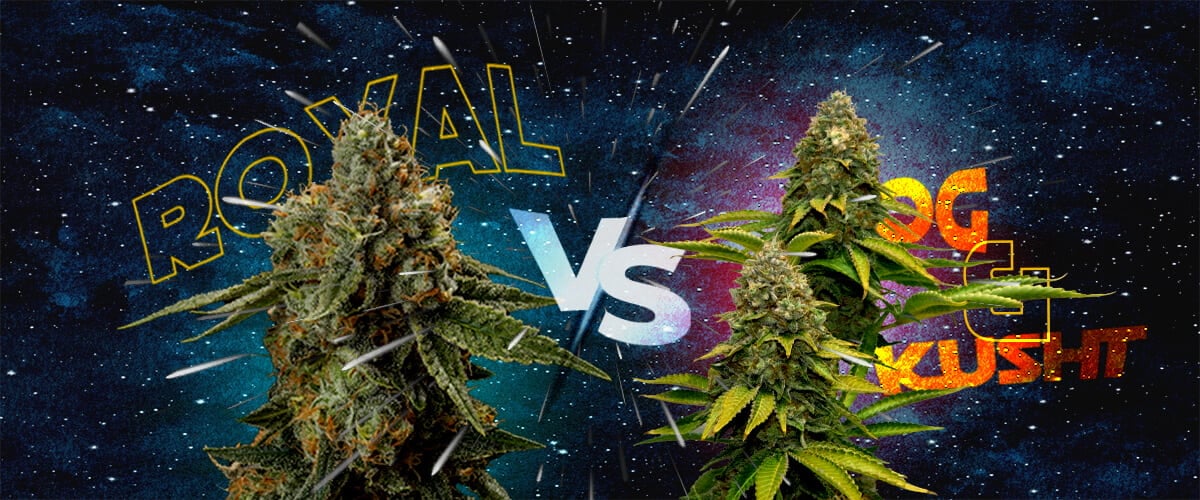 Comparison of Royal Skywalker, Skywalker OG, and Skywalker Kush cannabis strains, with cosmic background and dynamic text.