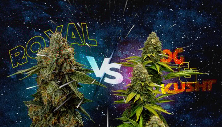 Comparison of Royal Skywalker, Skywalker OG, and Skywalker Kush cannabis strains, with cosmic background and dynamic text.