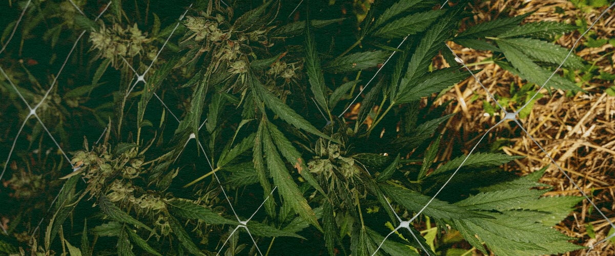 How to Care for Soil in Winter: 5 Steps Image Cannabis plant with mulch and netting, demonstrating winter soil care techniques in 5 steps for insulation and protection, ideal for cannabis growing guides.