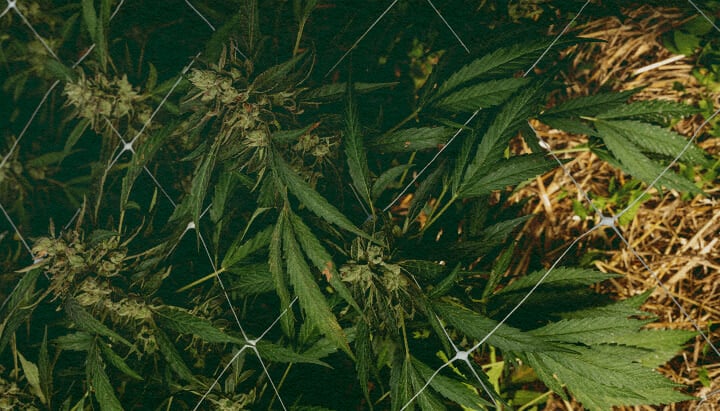 How to Care for Soil in Winter: 5 Steps Image Cannabis plant with mulch and netting, demonstrating winter soil care techniques in 5 steps for insulation and protection, ideal for cannabis growing guides.
