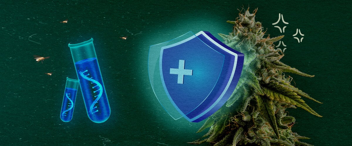 Cannabis plant with protective shield and test tubes on green background, illustrating CCYV prevention in weed crops.
