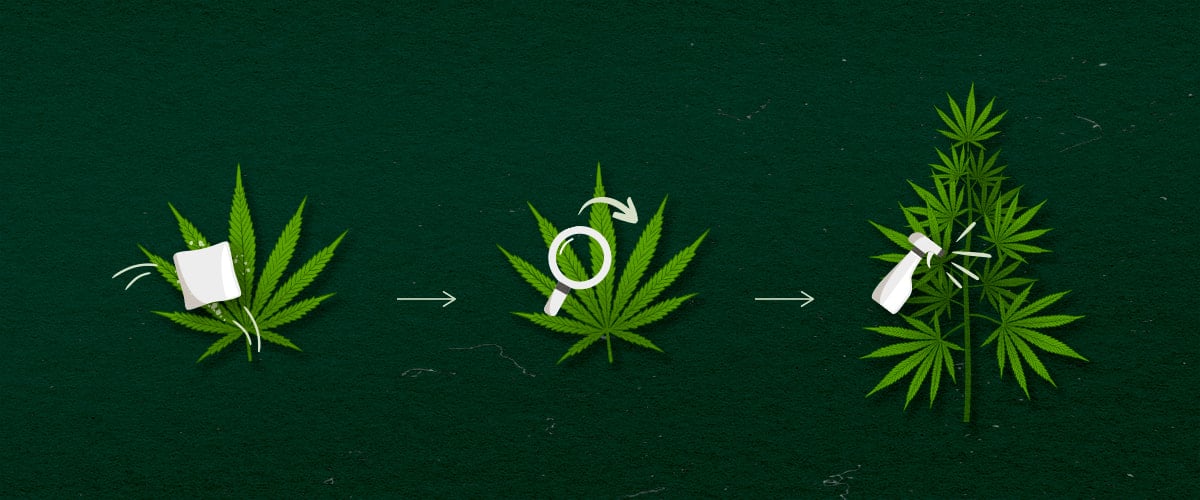 Illustration showing cannabis application methods: spray, wipe, or fog, with green and white design on a dark background.
