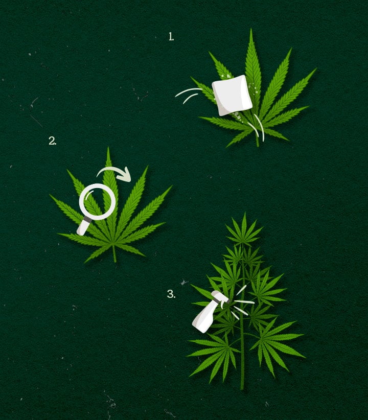 Illustration showing cannabis application methods: spray, wipe, or fog, with green and white design on a dark background.
