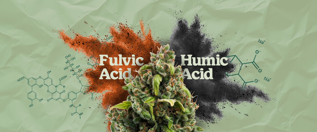Fulvic and Humic Acids: Benefits for Plant Growth & Soil Health Learn about fulvic and humic acids, their origins, and how they improve nutrient absorption, soil structure, and overall plant health. Discover their role in agriculture.
