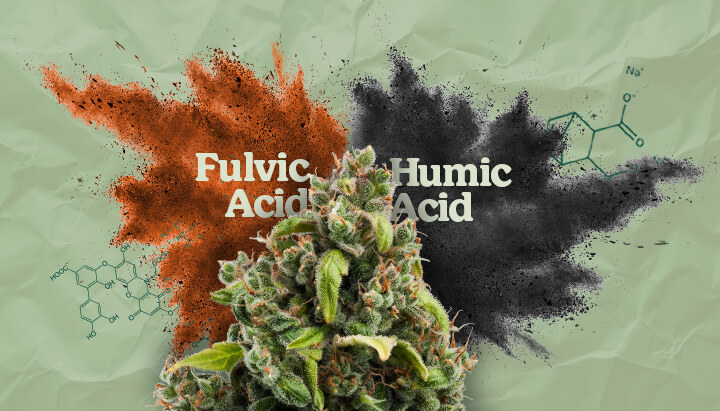 Fulvic and Humic Acids: Benefits for Plant Growth & Soil Health Learn about fulvic and humic acids, their origins, and how they improve nutrient absorption, soil structure, and overall plant health. Discover their role in agriculture.