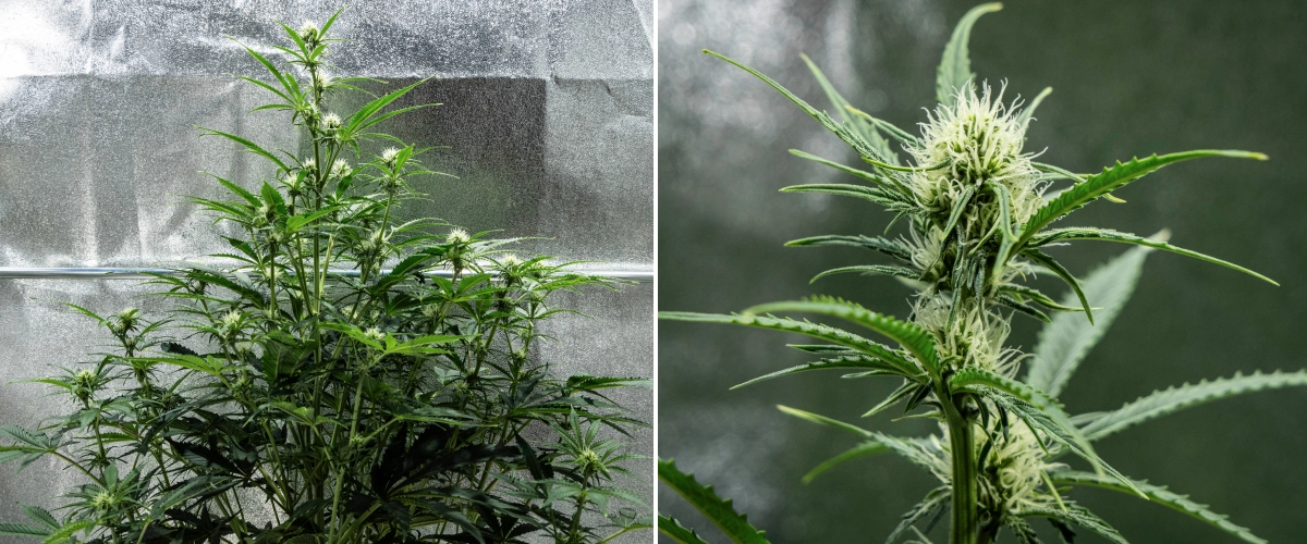 Hyperion F1 Grow Report: Week 6 Resinous Flowers Hyperion F1 cannabis plant during week 6 of the grow report, showing tall flowering growth, resinous bud development, fresh white pistils, strong branching, and healthy green foliage inside a grow tent.