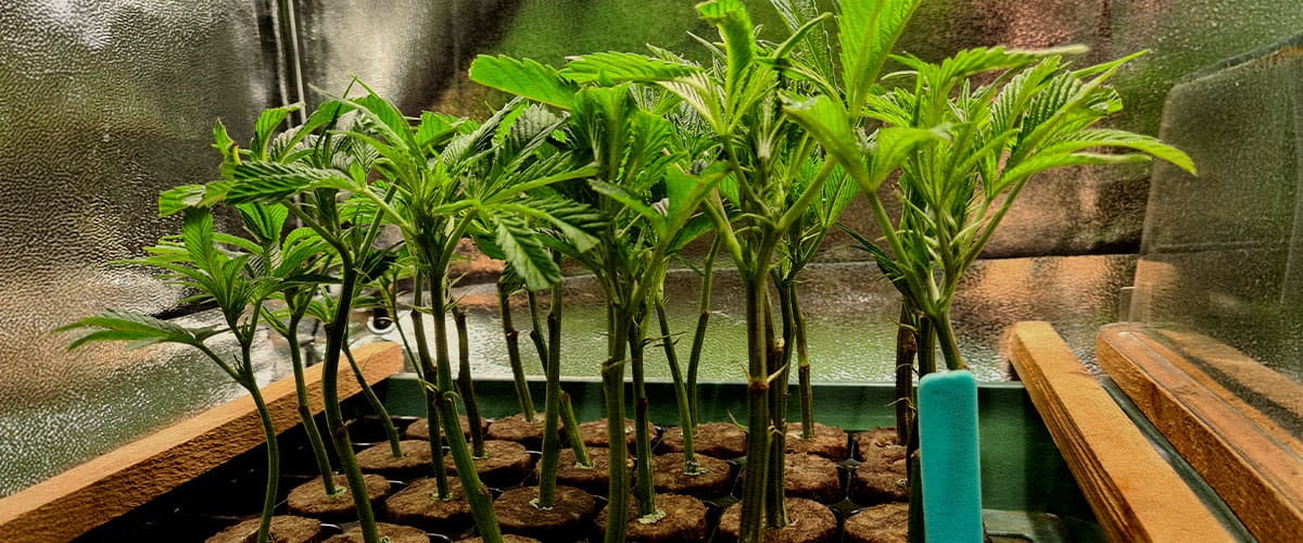 Perfectly uniform cannabis clones for indoor greenhouse grows Uniform cannabis clones in tray showing perfect height and structure ideal for indoor and greenhouse cultivation synchronized harvest