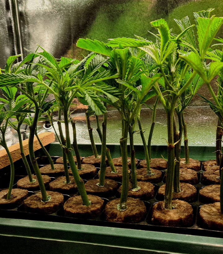 Perfectly uniform cannabis clones for indoor greenhouse grows Uniform cannabis clones in tray showing perfect height and structure ideal for indoor and greenhouse cultivation synchronized harvest