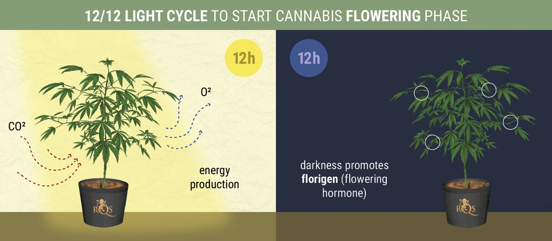 When Does The Photoperiod Flowering Stage Begin?