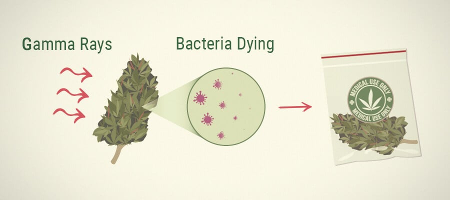 Killing Mold: Irradiation