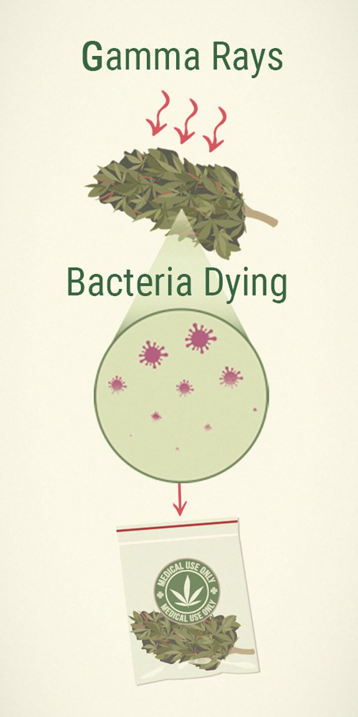 Killing Mold: Irradiation