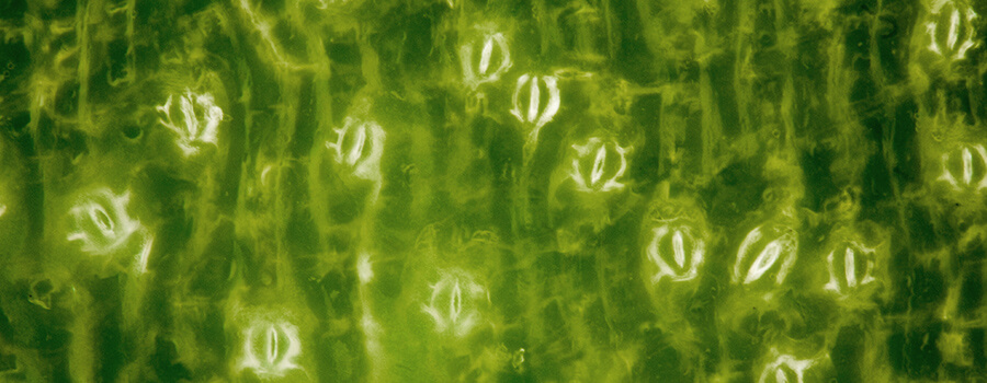 Stomata Cannabis Leaves