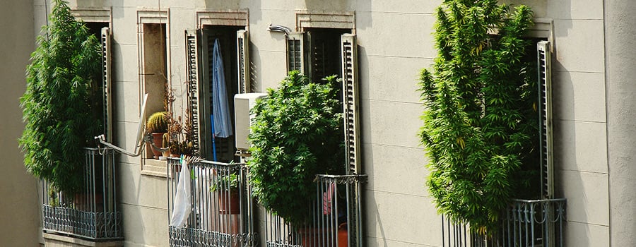 Windowsill Cannabis Plants Light Deprivation 