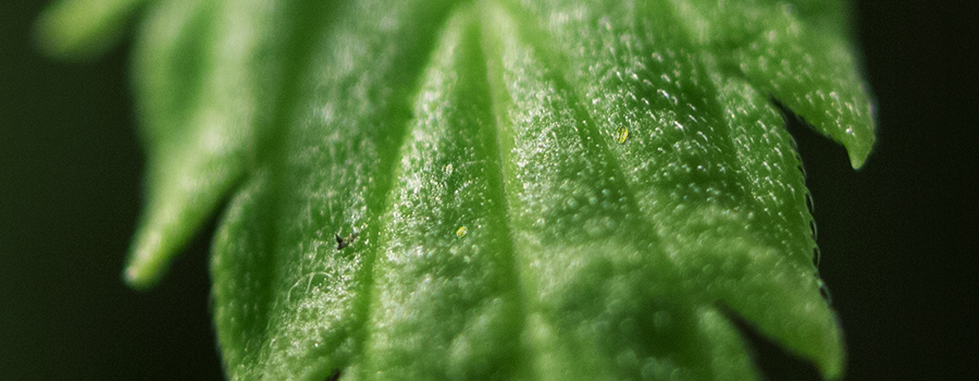 Broad Mites Close Up In Cannabis Leaf