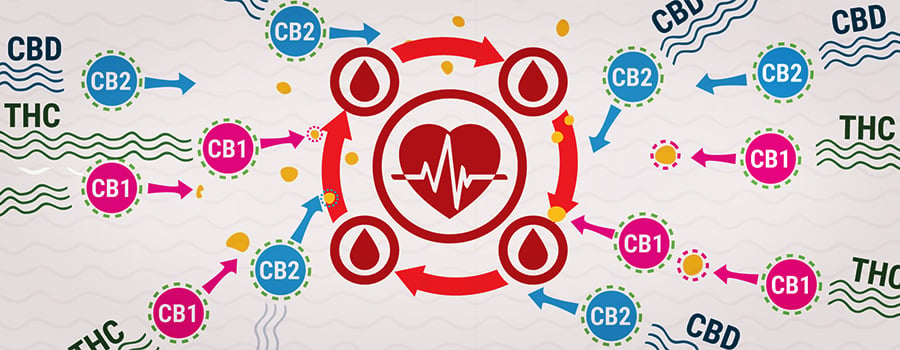CB1 And CB2 With THC And CBD Interaction Blood Pressure