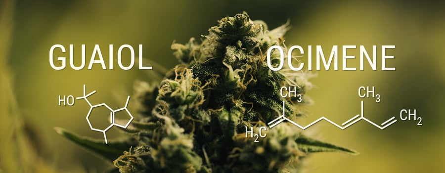 Guaiol Ocimene Terpenes Cannabis Entourage Effect