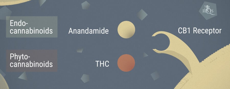 What Is Anandamide?