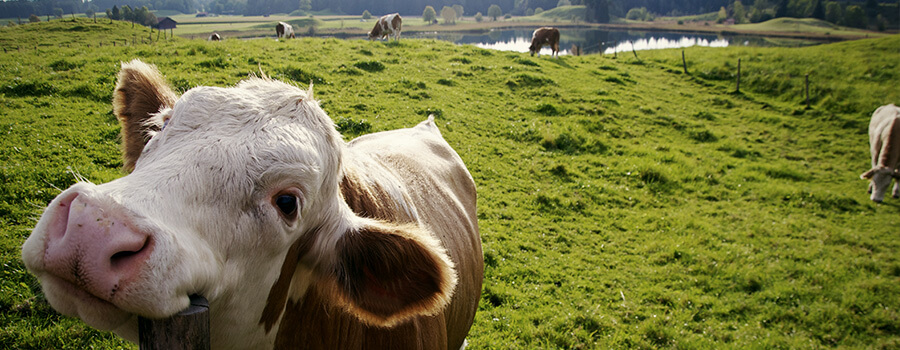 Happy Grass-feed Beef