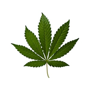 The image shows a close-up of cannabis indica leaves, characterized by its wide, broad fingers