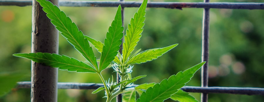 Cannabis Plant In A Balcony 
