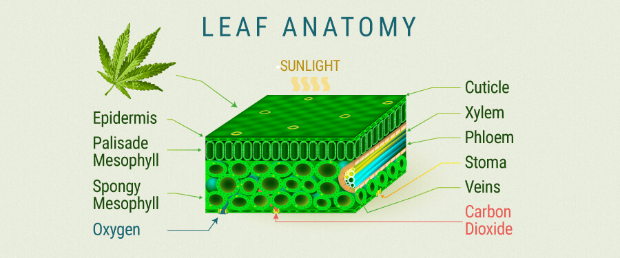 Leaf Anatomy Cannabis