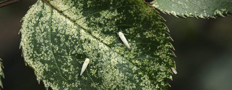 Signs Of Leafhoppers Infestation