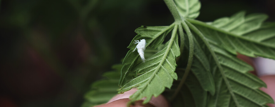 Leafhoppers Vary In Size