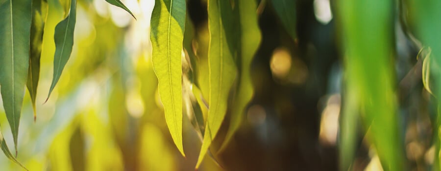 Eucalyptol Leaves Terpene