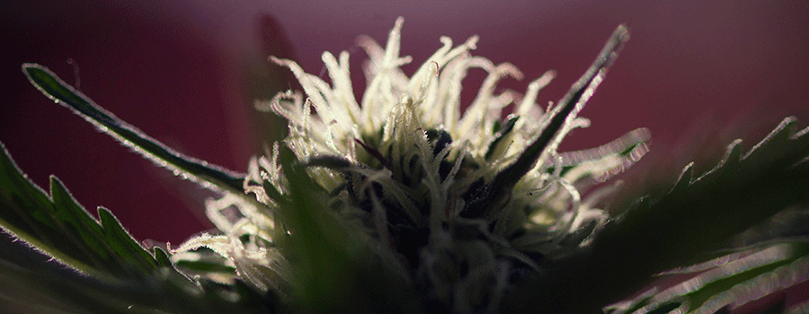 Macrophotography Cannabis Plants Cultivation