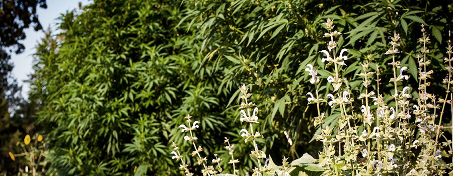 Companion Plants Cannabis