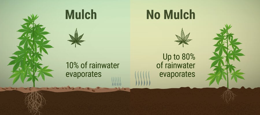 What Is Mulch, and What Benefits Can It Bring to Your Cannabis Garden? What Is Mulch, and What Benefits Can It Bring to Your Cannabis Garden?