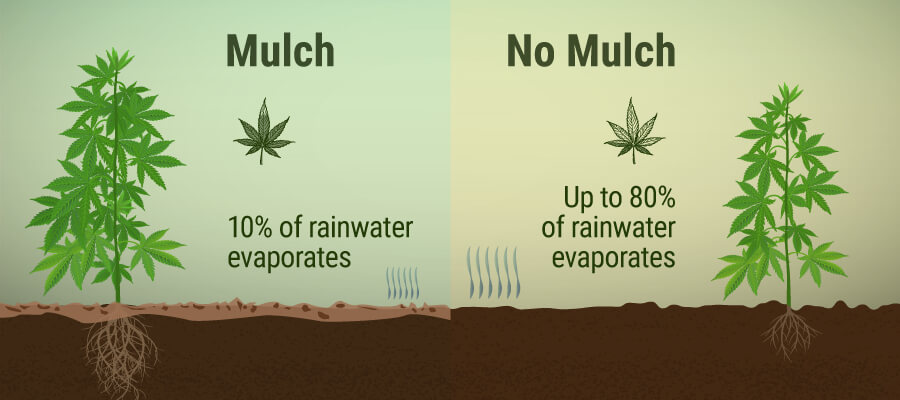 Mulch Benefits for your Cannabsi Plant
